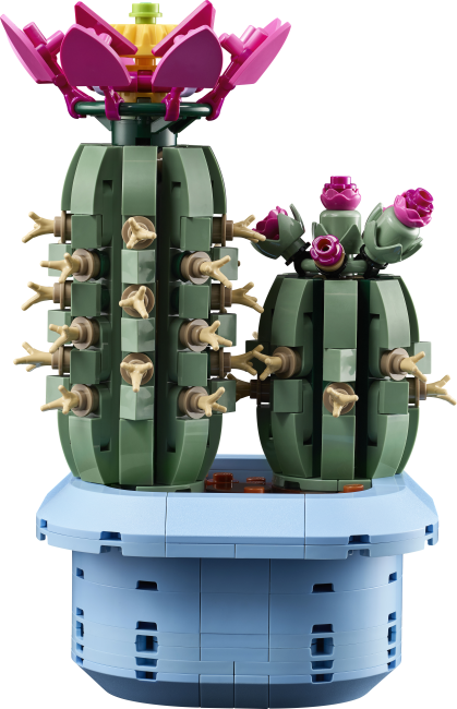 11509 Õitsev kaktus