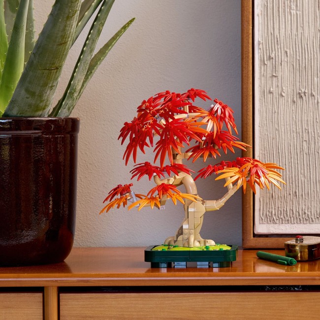 10348 Japāņu sarkanā kļava – Bonsai kociņš