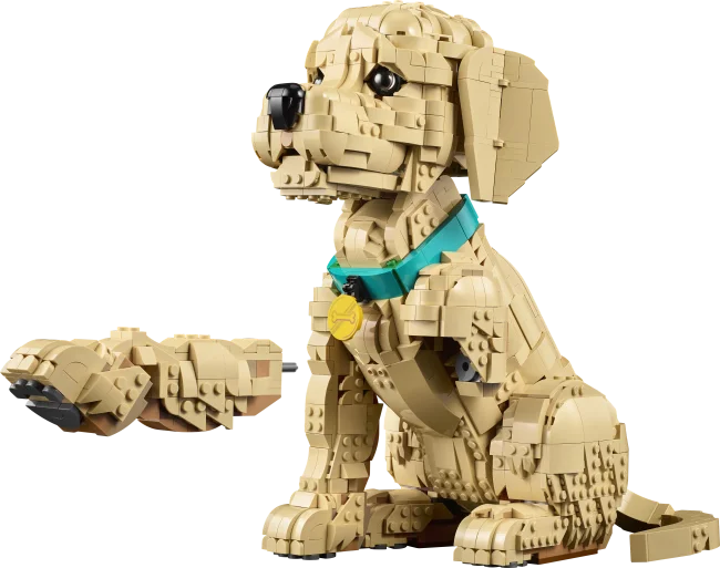 11384 Kultaisen noutajan pentu