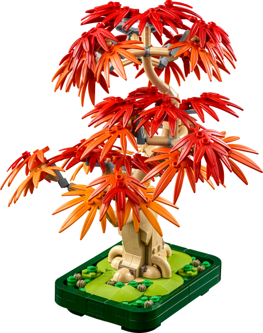 10348 Japāņu sarkanā kļava – Bonsai kociņš