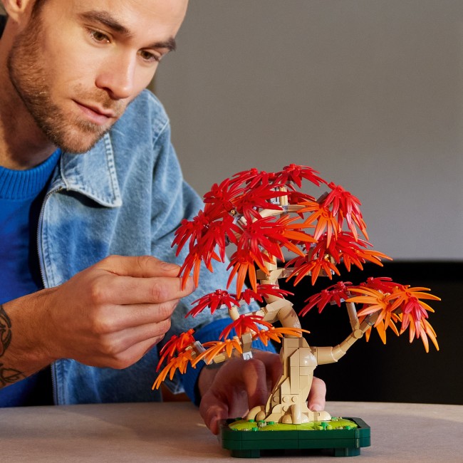 10348 Japāņu sarkanā kļava – Bonsai kociņš