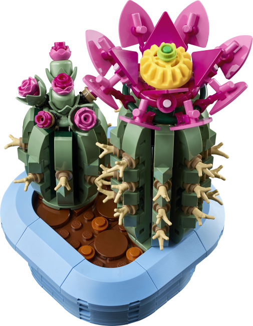 11509 Õitsev kaktus