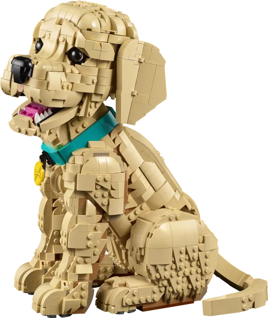 11384 Kultaisen noutajan pentu