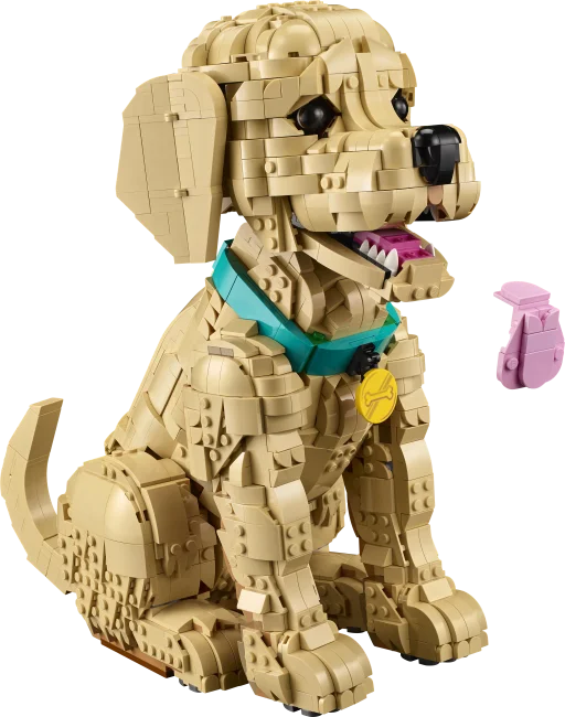 11384 Kultaisen noutajan pentu