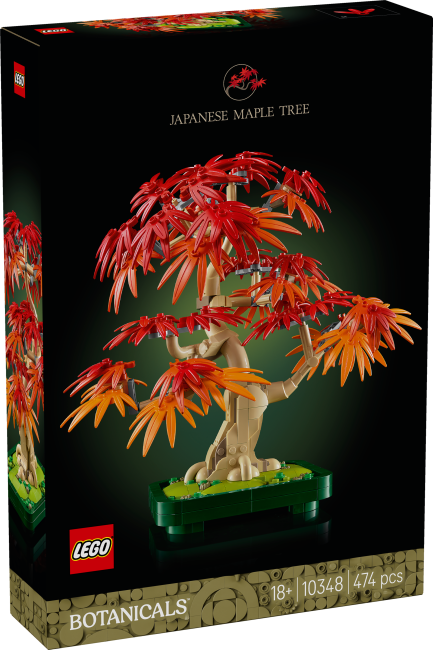 10348 Japāņu sarkanā kļava – Bonsai kociņš