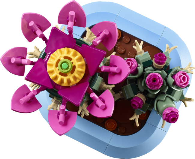 11509 Õitsev kaktus