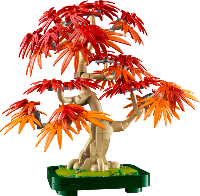 10348 Japāņu sarkanā kļava – Bonsai kociņš
