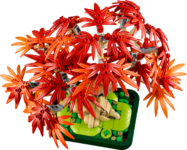 10348 Japāņu sarkanā kļava – Bonsai kociņš