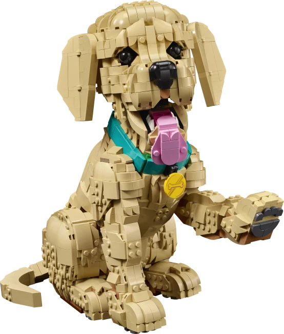 11384 Kultaisen noutajan pentu