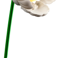 10347 LEGO Botanicals Pieni aurinkoinen kukkakimppu