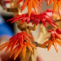 10348 LEGO Botanicals Japāņu sarkanā kļava – Bonsai kociņš